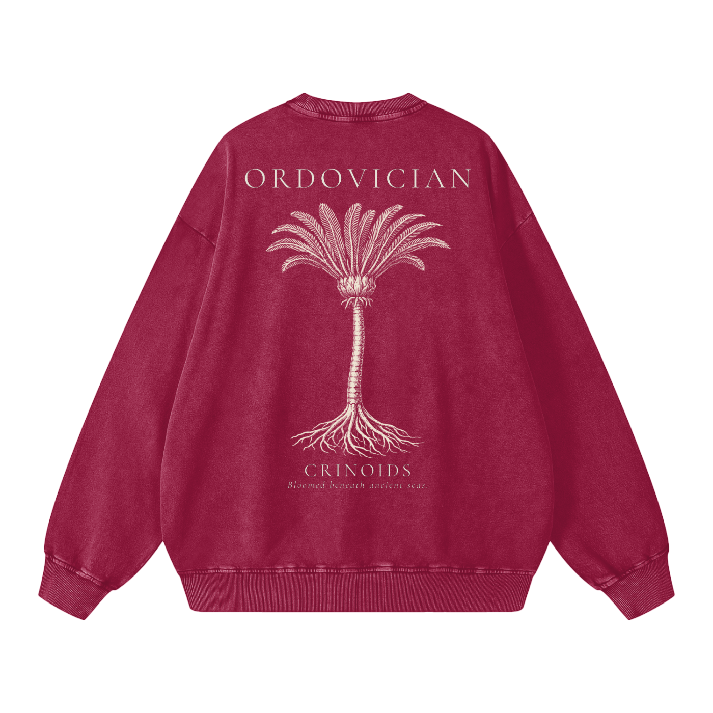 Ordovician – Crinoid Study Oversized Heavyweight Cotton Sweatshirt | PALEA