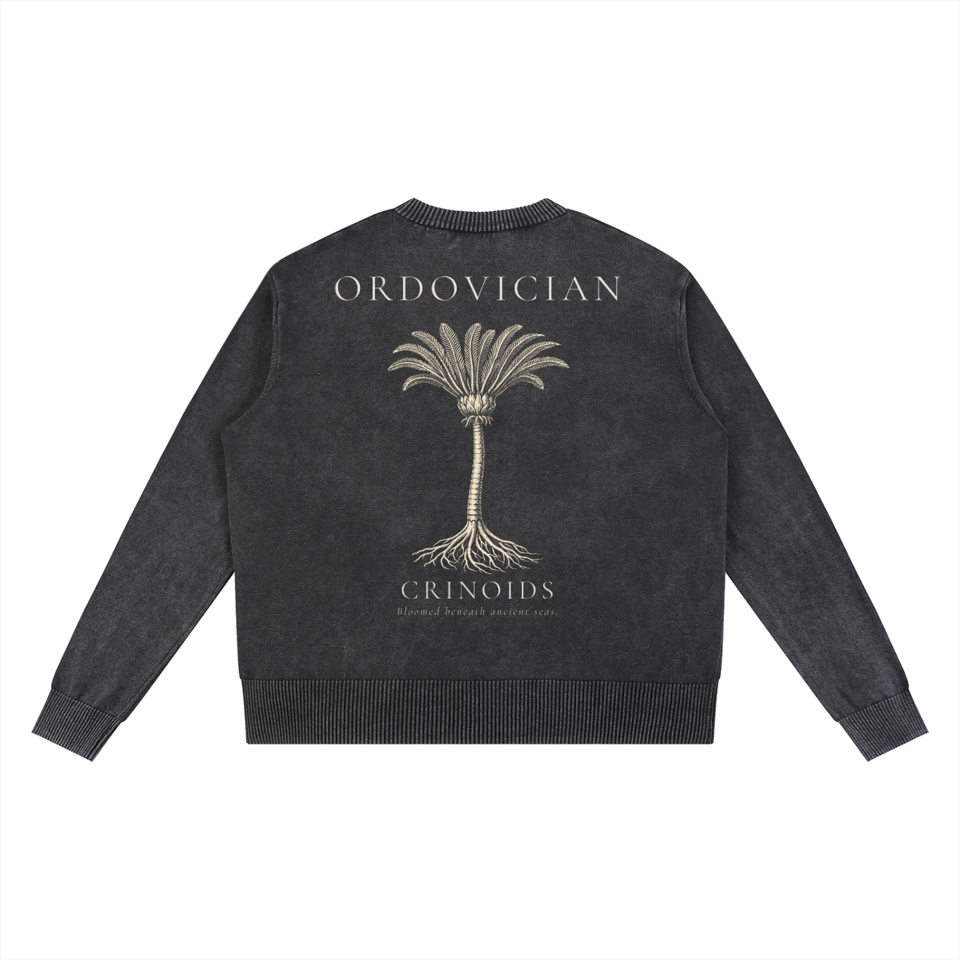 Ordovician – Crinoid Study Mineral Washed Cotton Knit Sweatshirt | PALEA