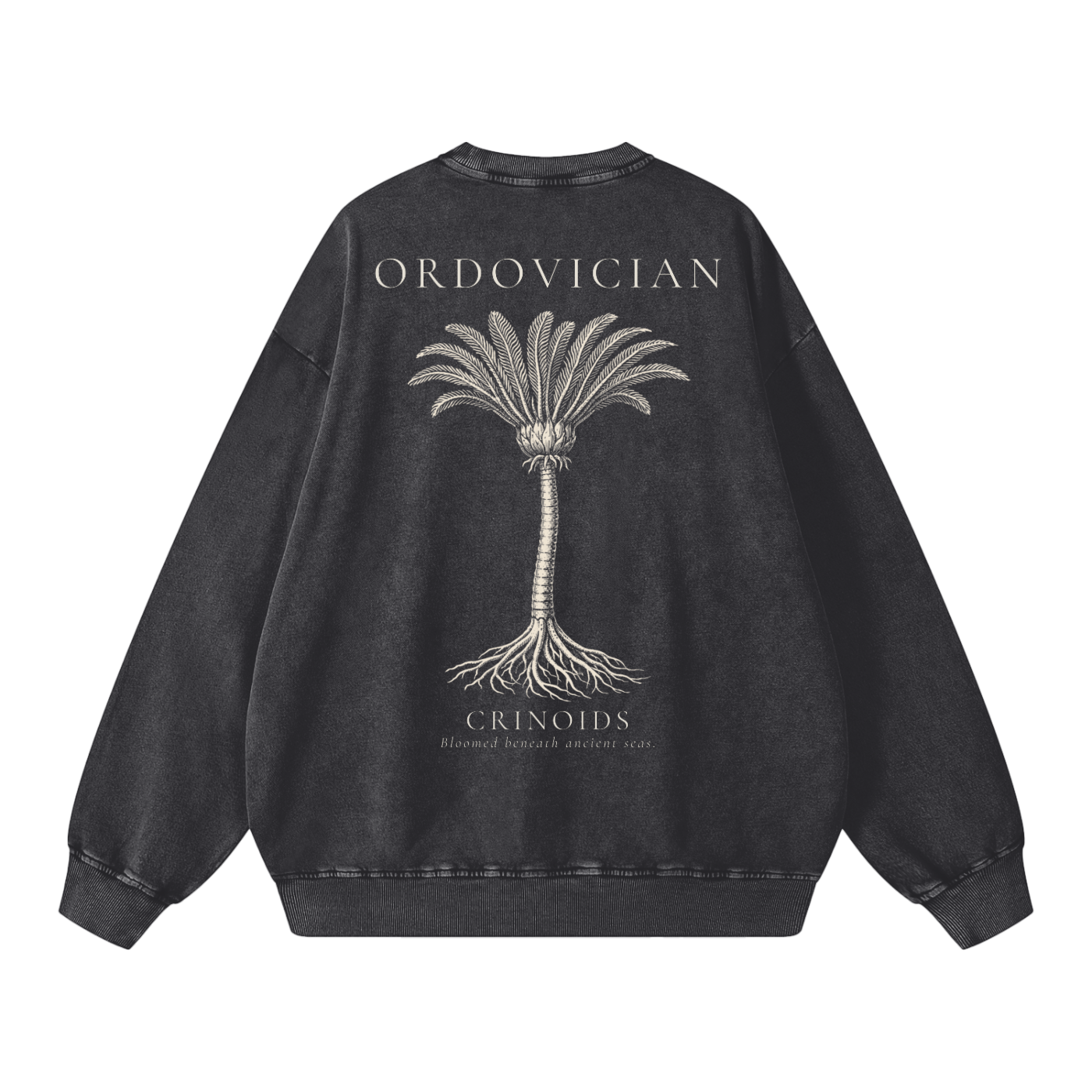 Ordovician – Crinoid Study Oversized Heavyweight Cotton Sweatshirt | PALEA